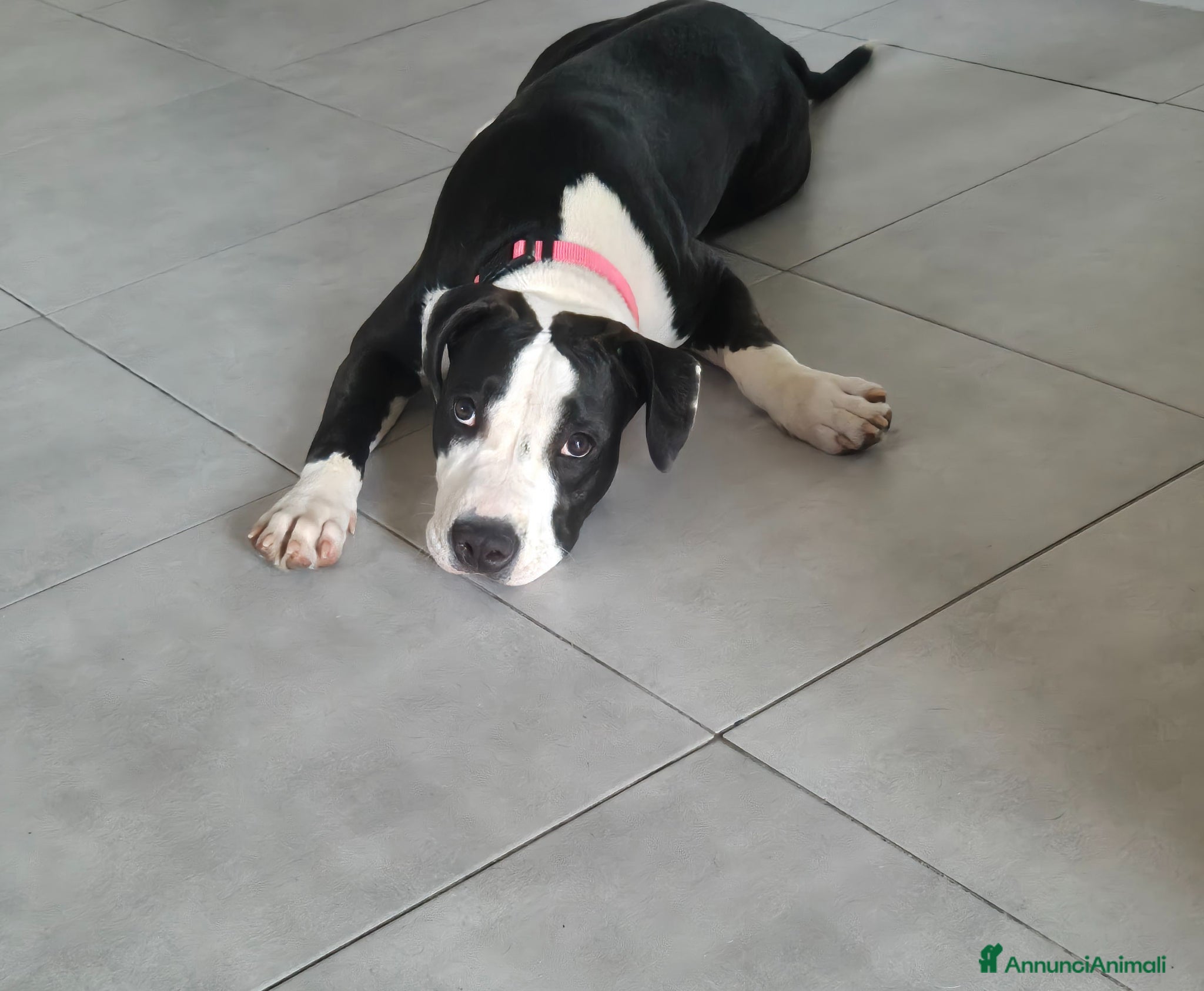 American Staffordshire cani Athena - Annuncio 4
