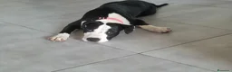 American Staffordshire cani per accoppiamento: Athena - Annuncio 1