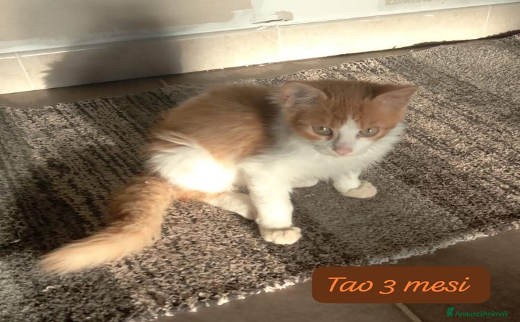 Altre razze gatti - Annuncio 5