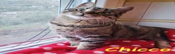Europeo gatti in regalo: CHICCO, IL RE DELLE FUSA - Annuncio 5