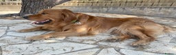 Golden Retriever cani per accoppiamento: GOLDEN RETRIEVER MASCHIO PER ACCOPPIAMENTO - Annuncio 2