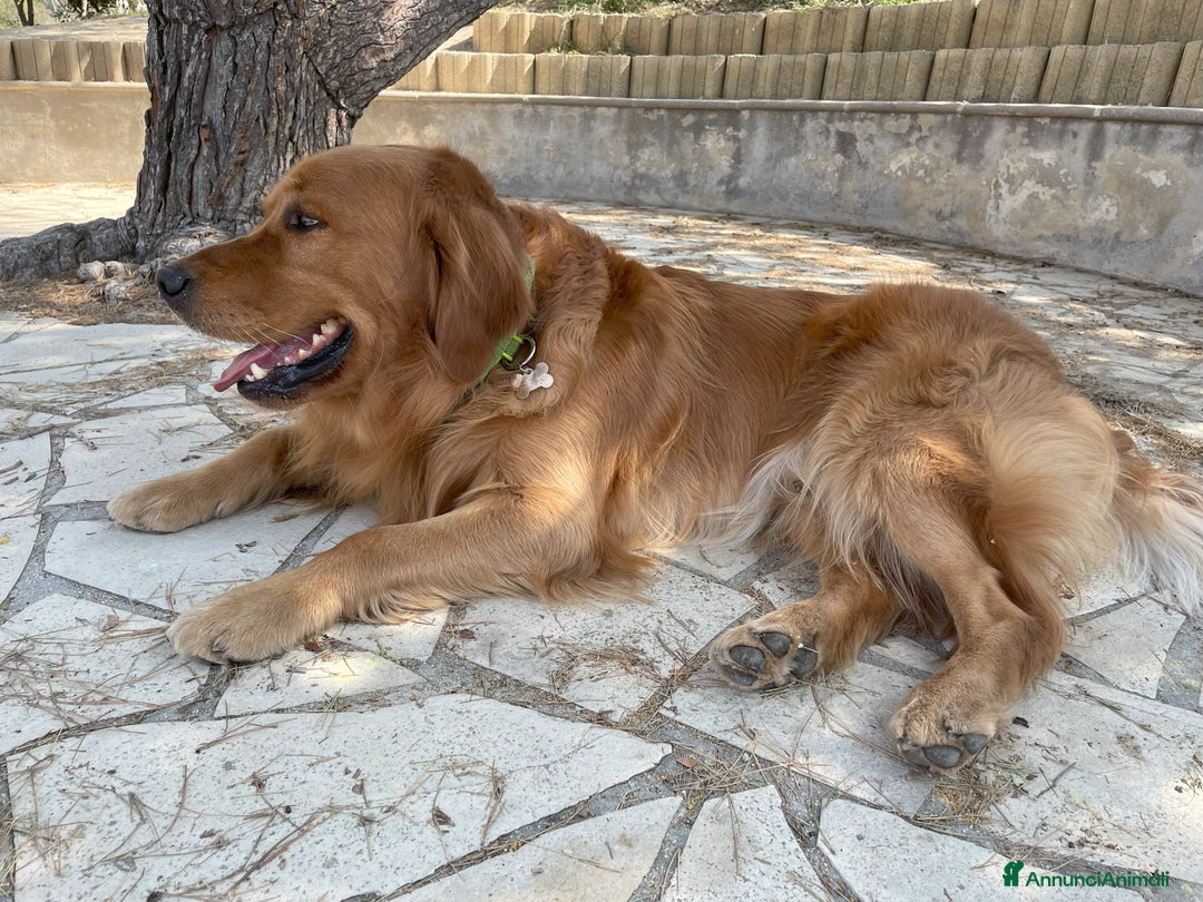 Golden Retriever cani per accoppiamento: GOLDEN RETRIEVER MASCHIO PER ACCOPPIAMENTO a Città Metropolitana di Milano - Immagine 2