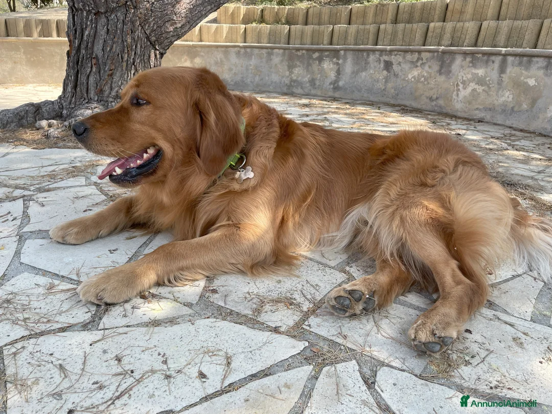 Golden Retriever cani per accoppiamento: GOLDEN RETRIEVER MASCHIO PER ACCOPPIAMENTO - Annuncio 2