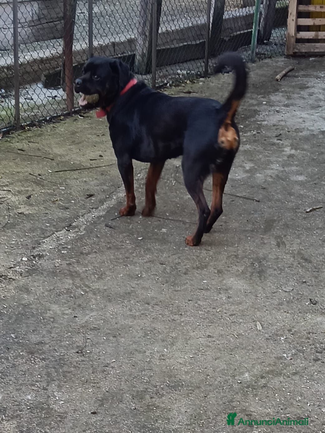 Rottweiler cani Regalo rottweiler  - Annuncio 2