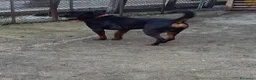 Rottweiler cani in regalo: Regalo rottweiler  a Provincia dell'Aquila - Annuncio 1