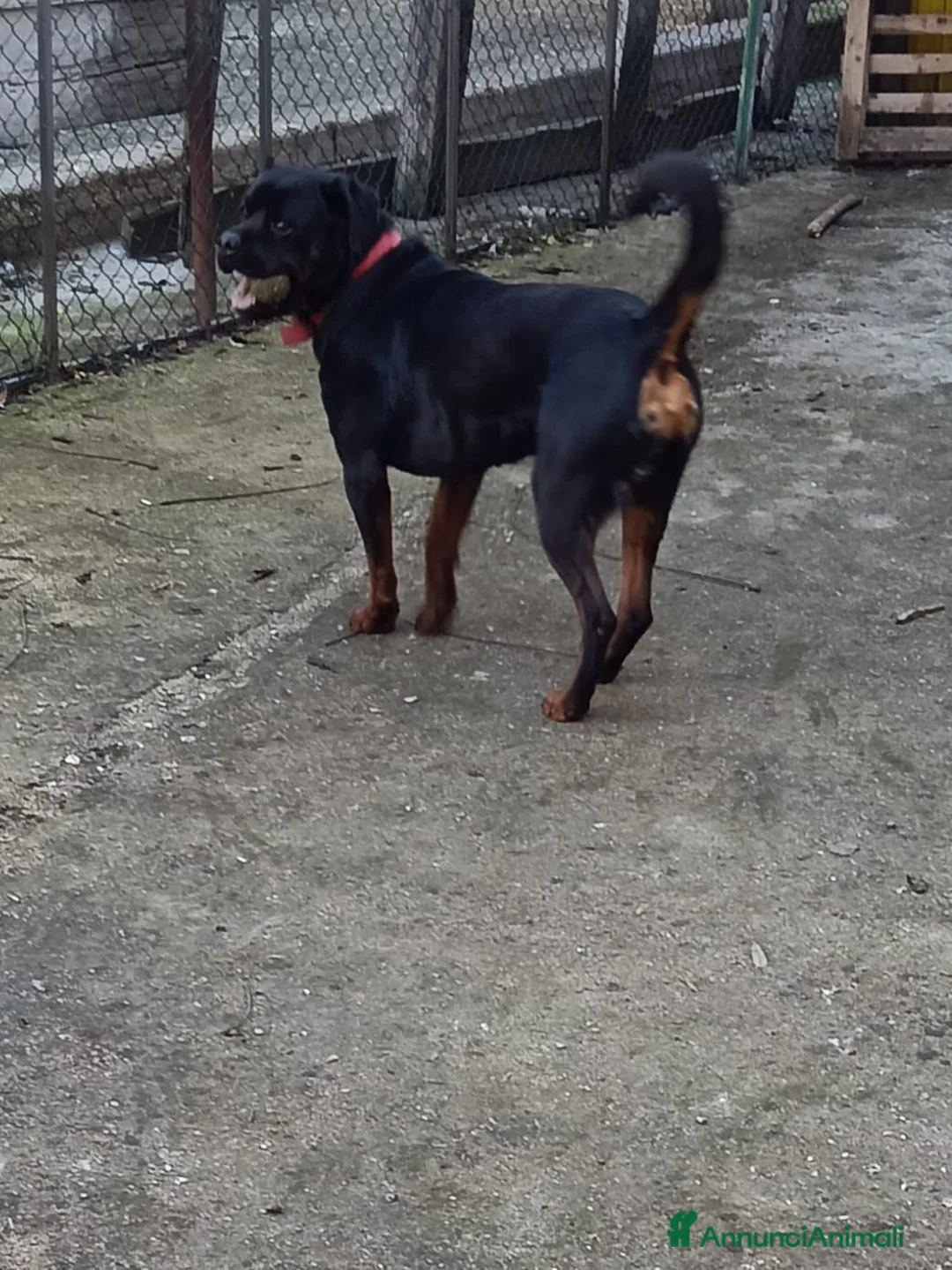 Rottweiler cani in regalo: Regalo rottweiler  a Provincia dell'Aquila - Annuncio 1