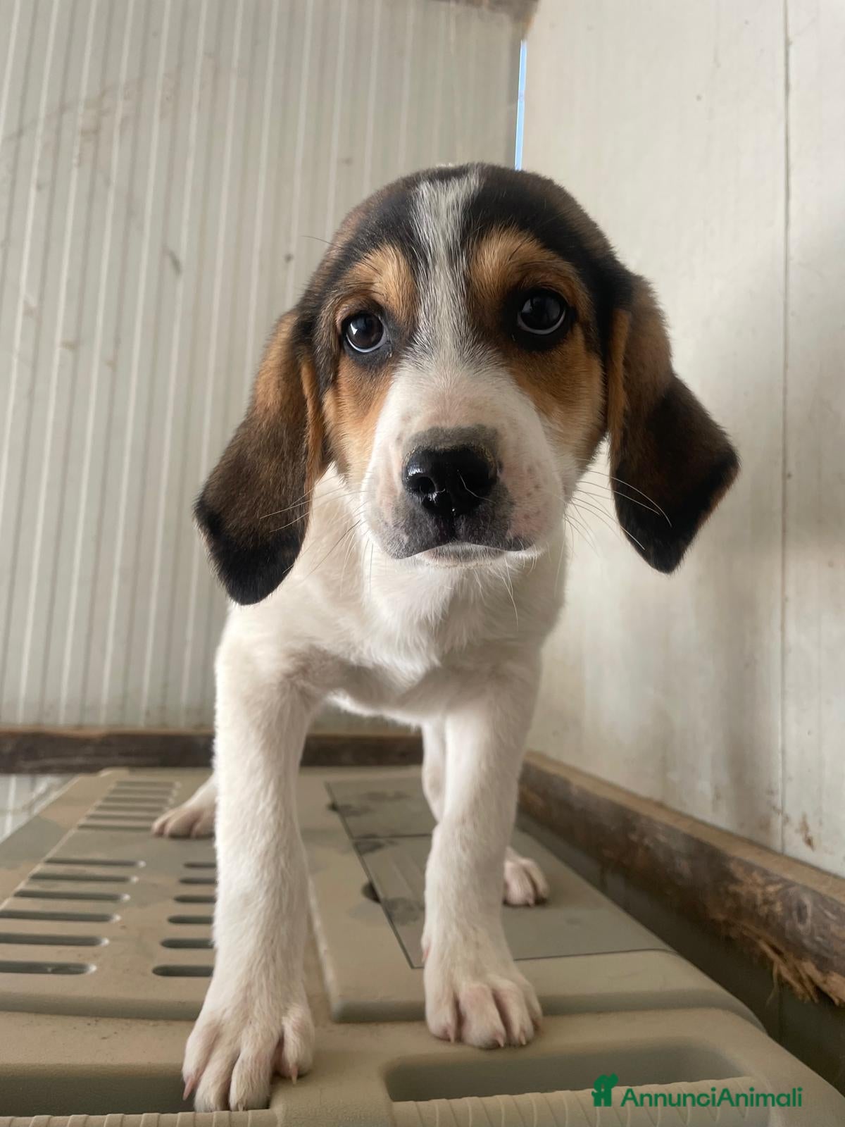 Meticcio cani LA TENERA ELETTRA - Annuncio 30