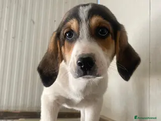 Meticcio cani LA TENERA ELETTRA - Annuncio 30