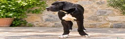 Alano cani in vendita: cuccioli di alano - Annuncio 2