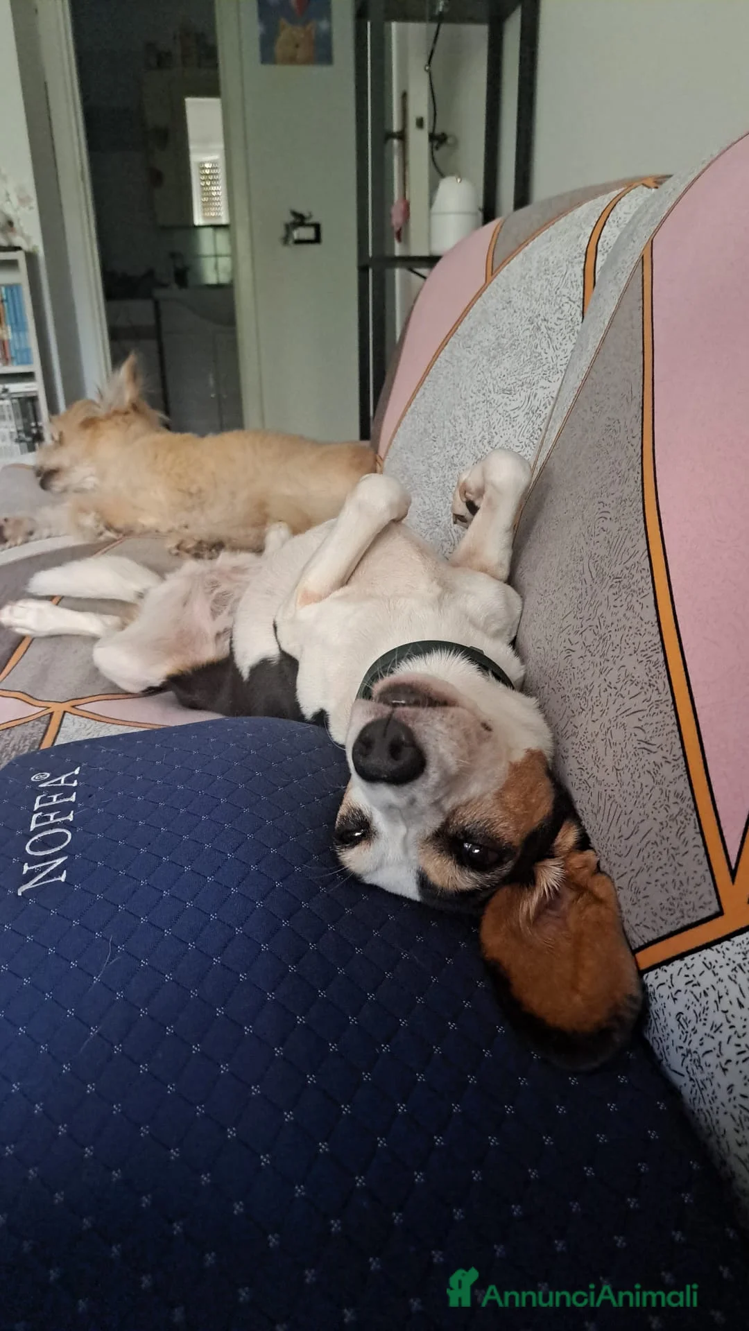 Meticcio cani in regalo: CUCCIOLI ABBANDONATI: URGENTE  a Città Metropolitana di Torino - Annuncio 2