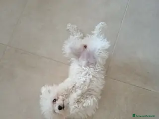 Maltese cani Maltese femmina - Annuncio 1