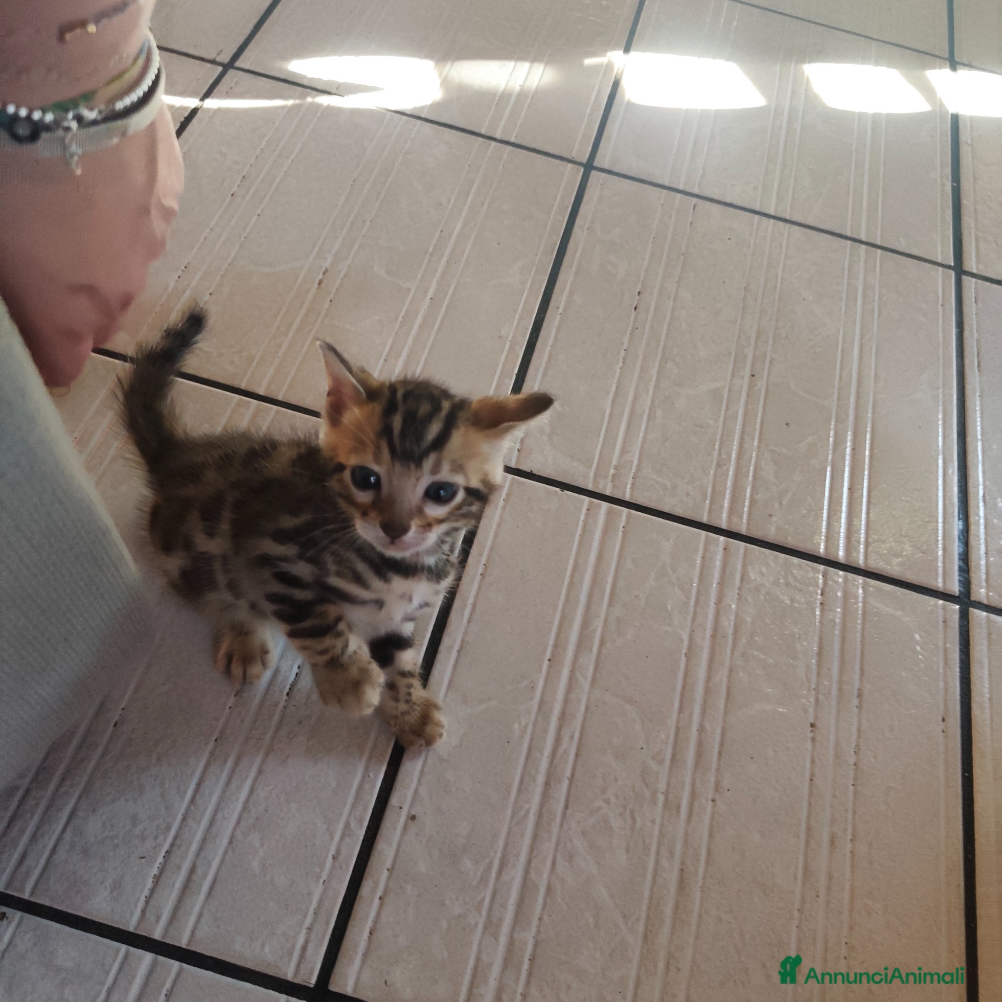 Bengala gatti in vendita: Cuccioli bengala  a Città metropolitana di Cagliari - Annuncio 5