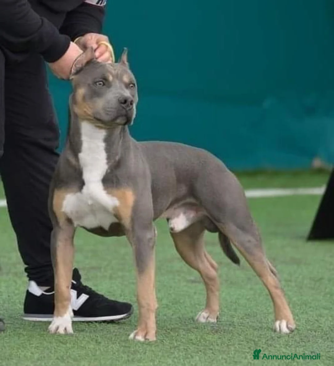 Pitbull cani in vendita: American pitbull terrier ukc  a Città metropolitana di Catania - Annuncio 2