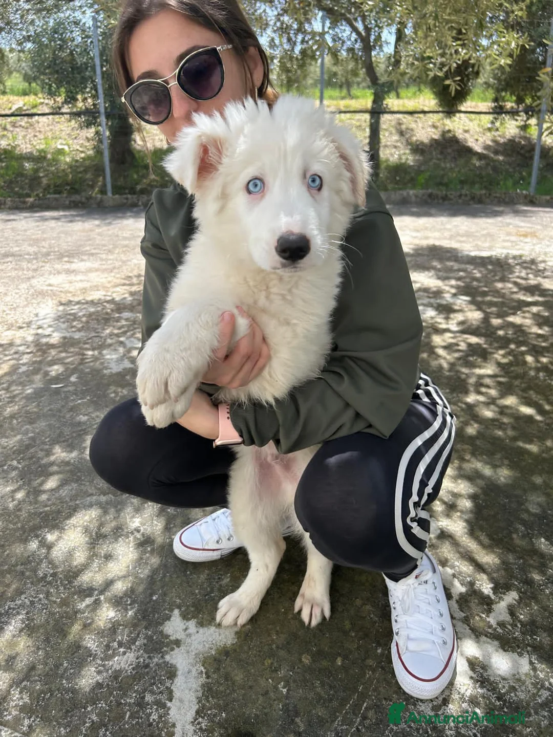 Meticcio cani in regalo: HULK, HELKAN, HULME, KENIA, ZORA E ZENO - Annuncio 2