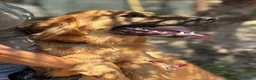 Meticcio cani in regalo: 9 mesi, molto bella e intelligente  - Annuncio 2