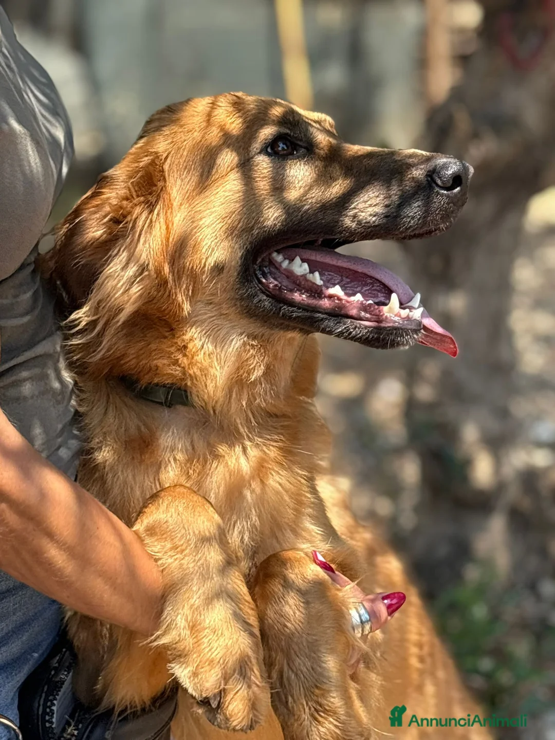 Meticcio cani in regalo: 9 mesi, molto bella e intelligente  - Annuncio 2