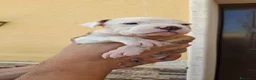 Bulldog cani in vendita: Cuccioli di bulldog americano  a Libero consorzio comunale di Agrigento - Annuncio 10