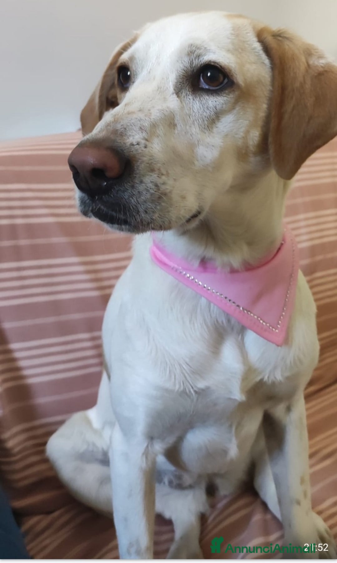 Meticcio cani in regalo: Camilla mix Setter 5anni,3anni di appelli.ROMA SOS - Annuncio 2