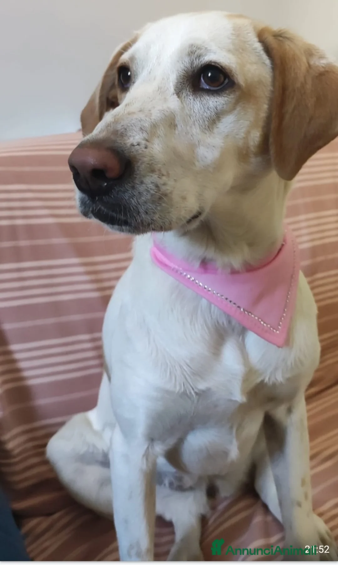 Meticcio cani in regalo: Camilla mix Setter 5anni,3anni di appelli.ROMA SOS - Annuncio 2