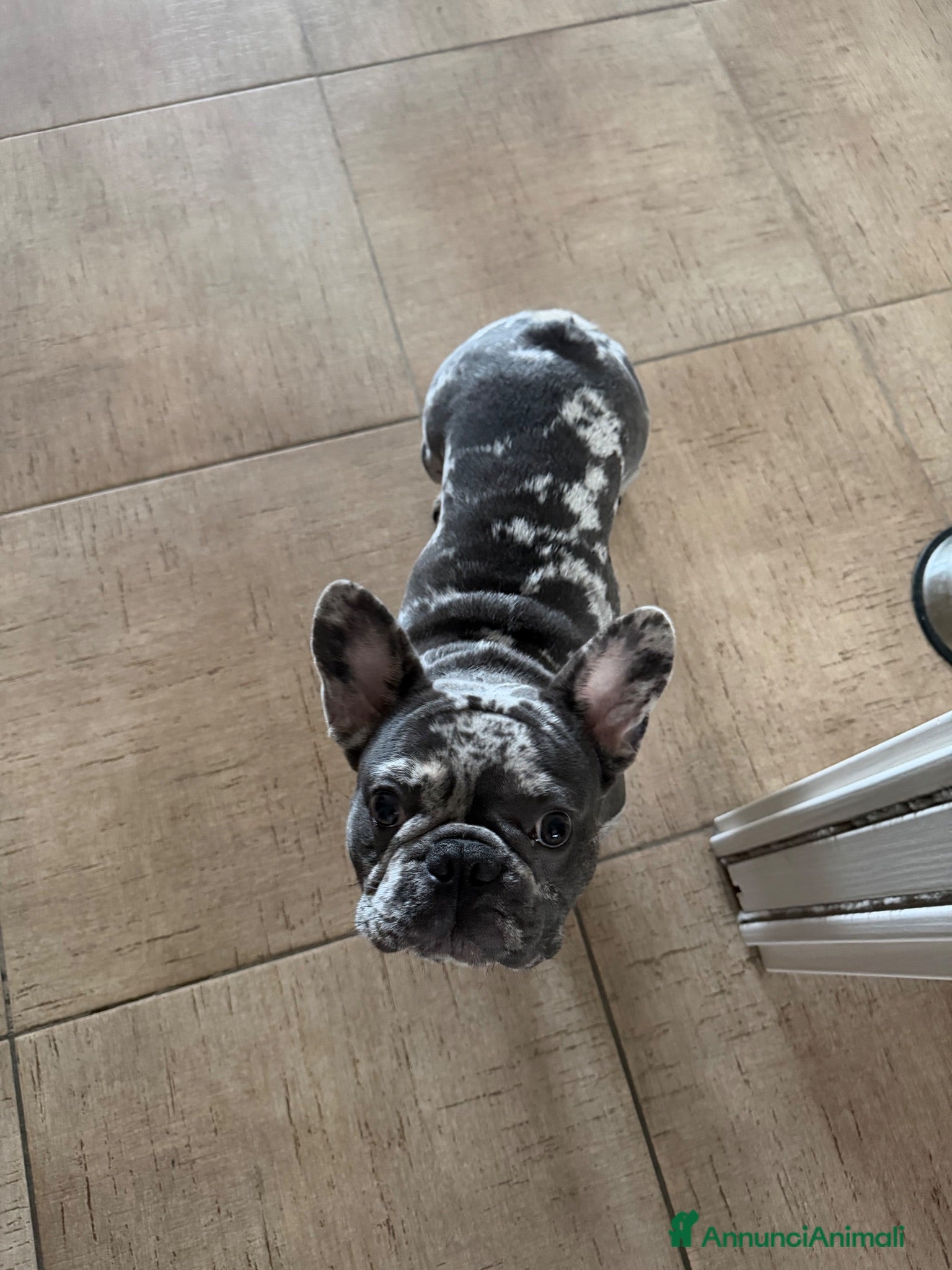 Bulldog Francese cani Bulldog francese  - Annuncio 6