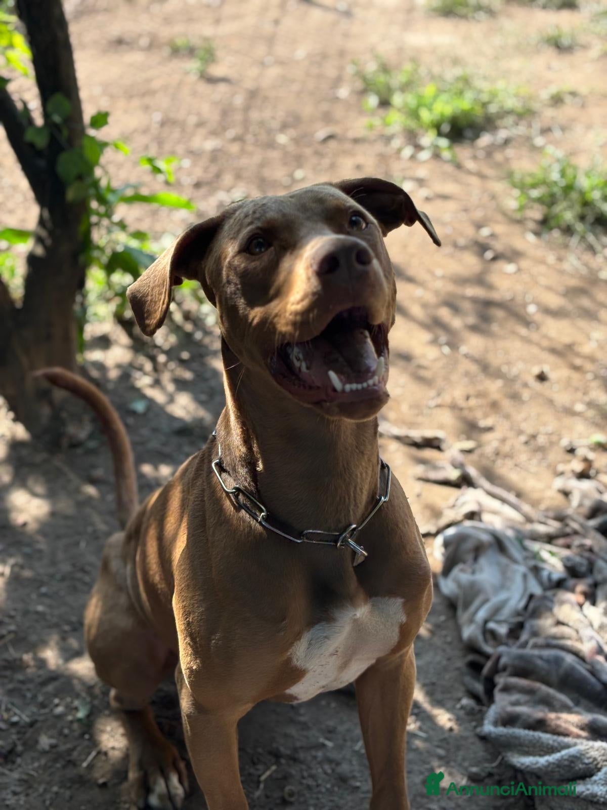 Pitbull cani Splendido pitbull Red Nose - ZORO a Città metropolitana di Milano - Annuncio 2