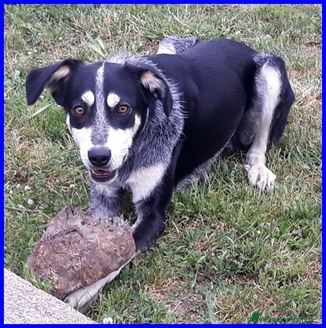 Meticcio cani in regalo: DUMBO un simpaticone tg media - Annuncio 8