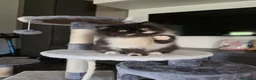 Persiano gatti in vendita: Cuccioli persiani  - Annuncio 1