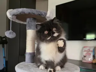 Persiano gatti Cuccioli persiani - Annuncio 21