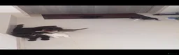 Meticcio gatti in regalo: 3 fratellini  - Annuncio 2