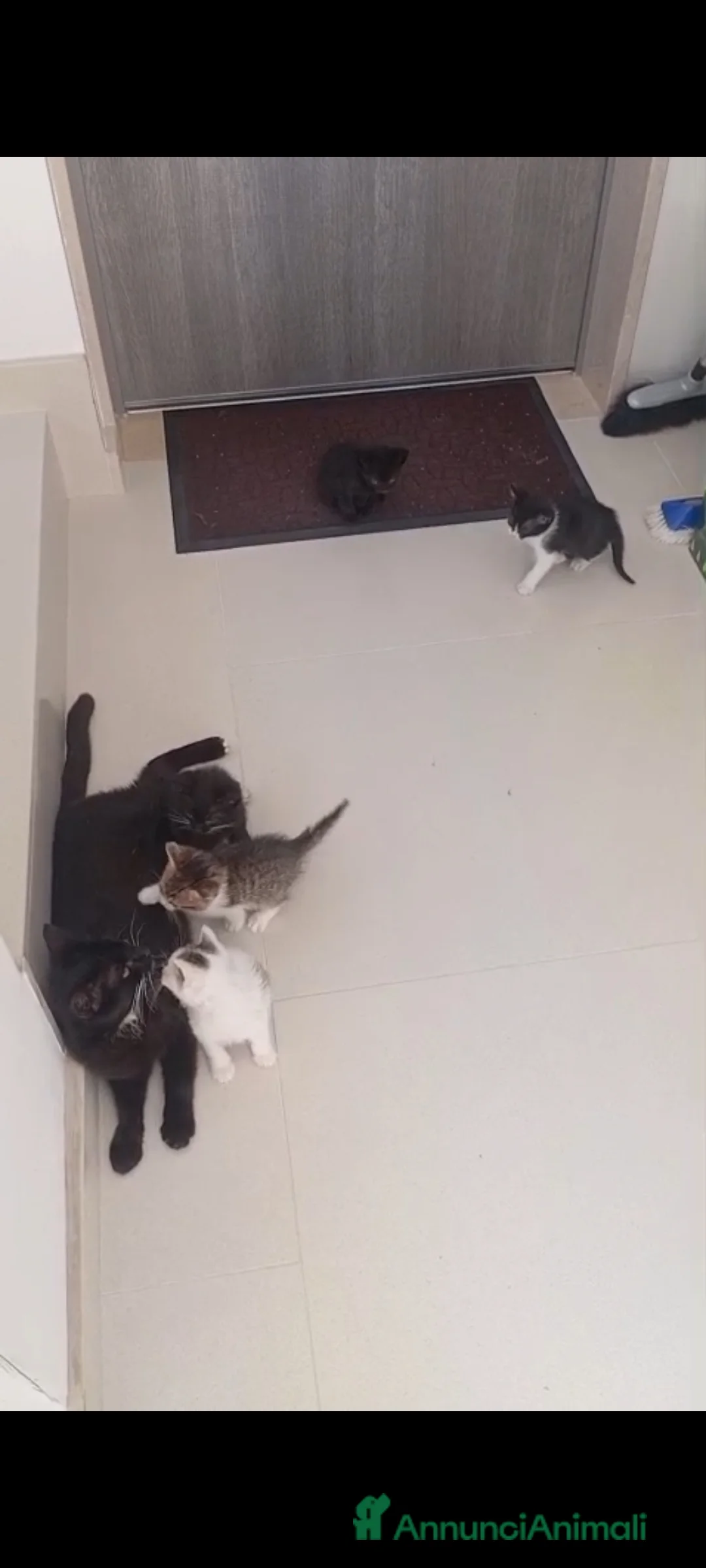 Meticcio gatti in regalo: 3 fratellini  - Annuncio 2