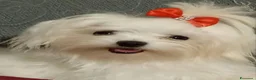 Maltese cani in vendita: Maltesi linea coreana - Annuncio 6
