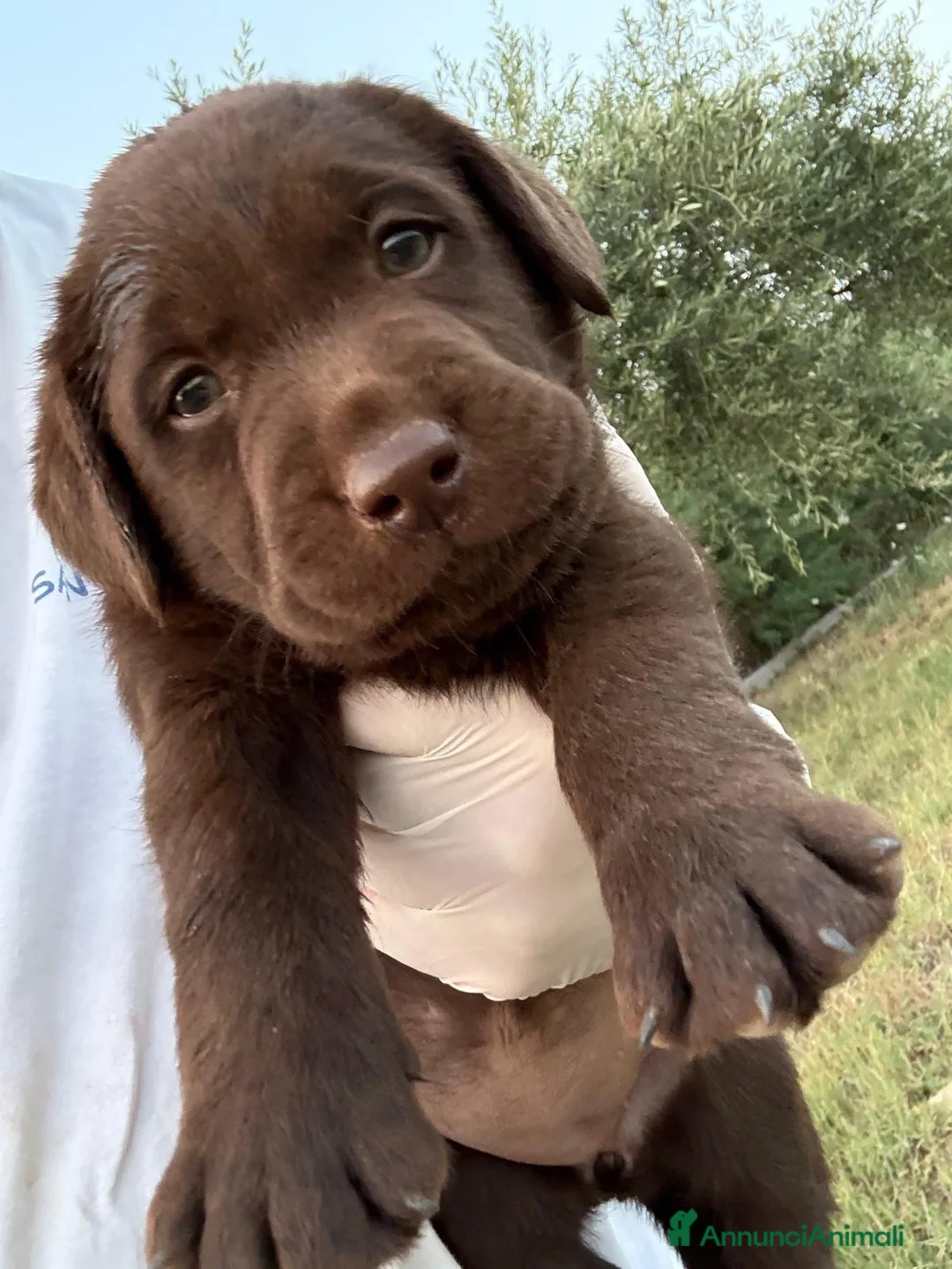 Labrador cani in vendita: Cucciole Labrador chocolate  - Annuncio 2