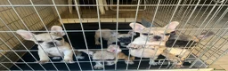 Bulldog Francese cani in vendita: Bulldog francesi  a Libero consorzio comunale di Agrigento - Annuncio 1