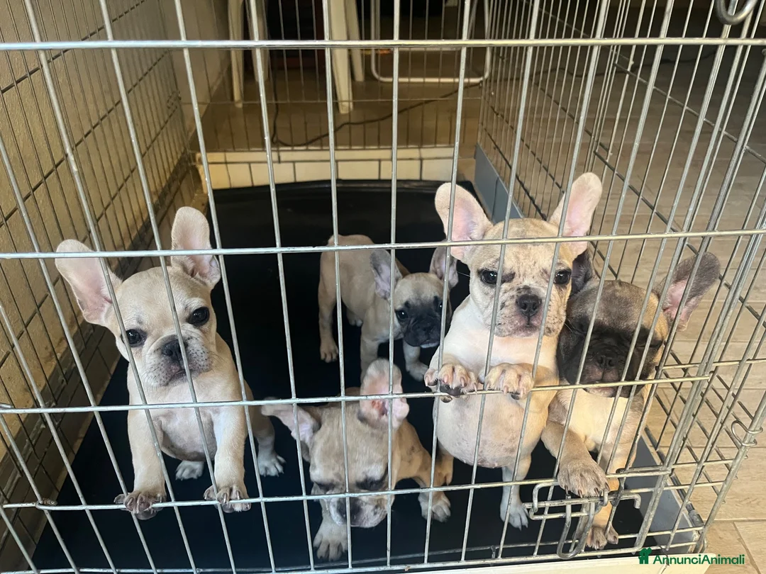 Bulldog Francese cani in vendita: Bulldog francesi  a Libero consorzio comunale di Agrigento - Annuncio 1