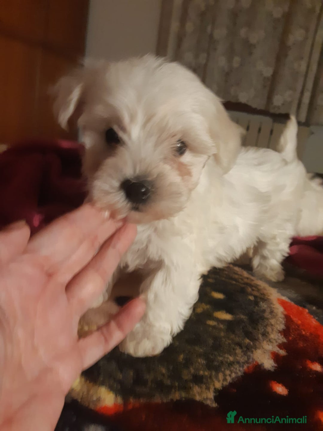 Maltese cani in vendita: Cucciole Maltese  - Annuncio 4