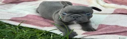 Bulldog Francese cani in vendita: Cuccioli di bulldog francese - Annuncio 8