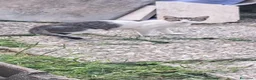 Meticcio gatti in regalo: 3micini 3mesi e mammina DA SALVARE!! VOGHERA PV - Annuncio 6