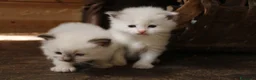 Ragdoll gatti in vendita: Ragdoll cuccioli con pedigree  - Annuncio 6
