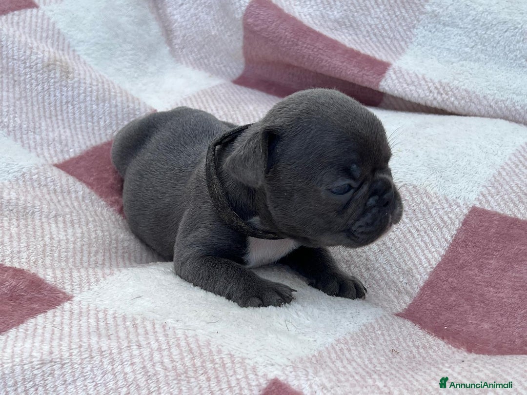 Bulldog Francese cani in vendita: Cuccioli bulldog francese esotici blu - Annuncio 10