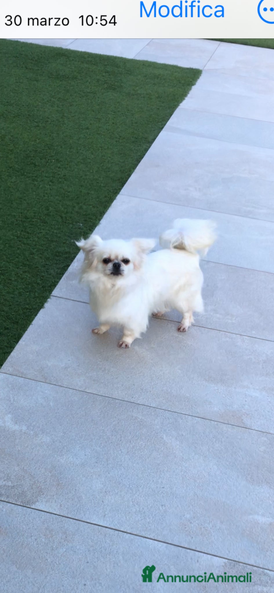 Chihuahua cani Chihuahua femmina a pelo lungo  - Annuncio 2