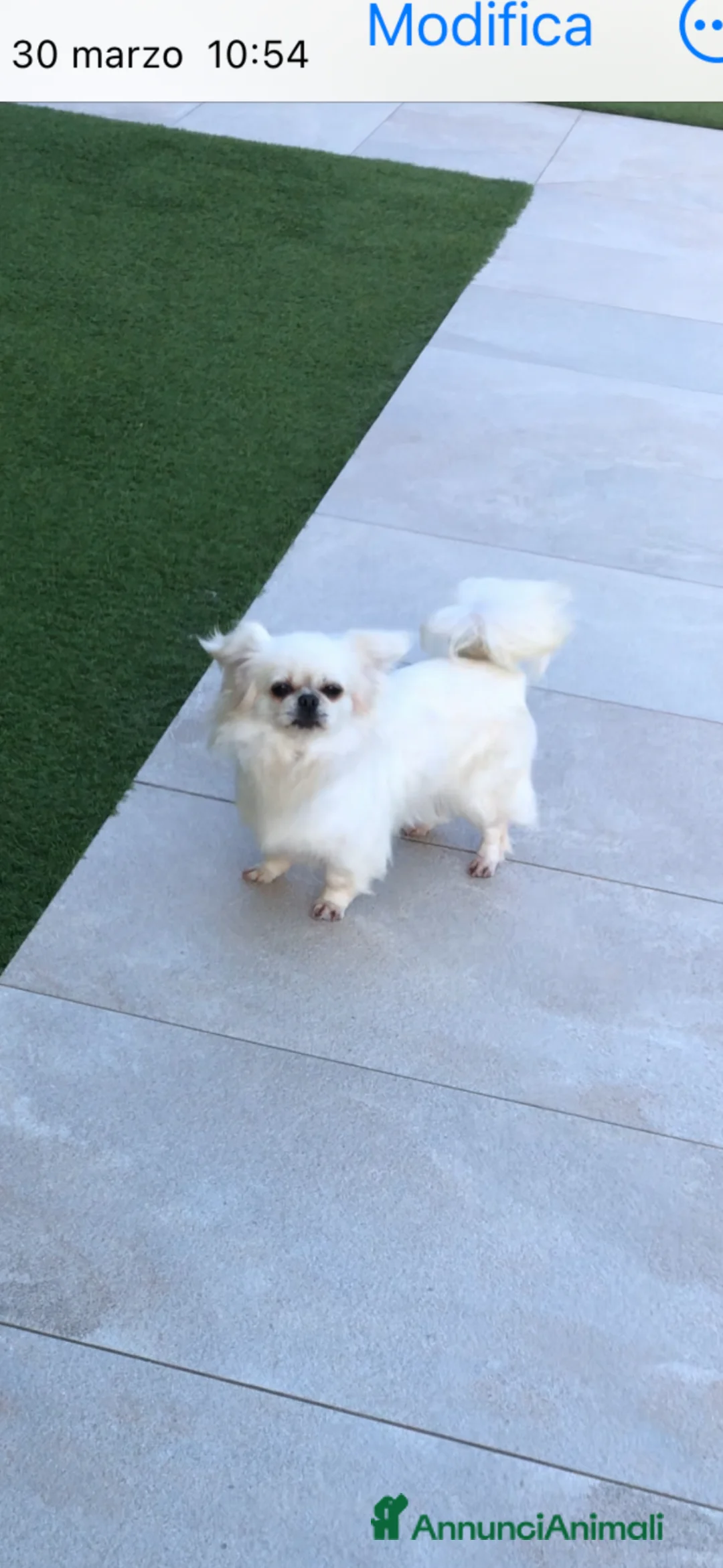 Chihuahua cani in vendita: Chihuahua femmina a pelo lungo  - Annuncio 2