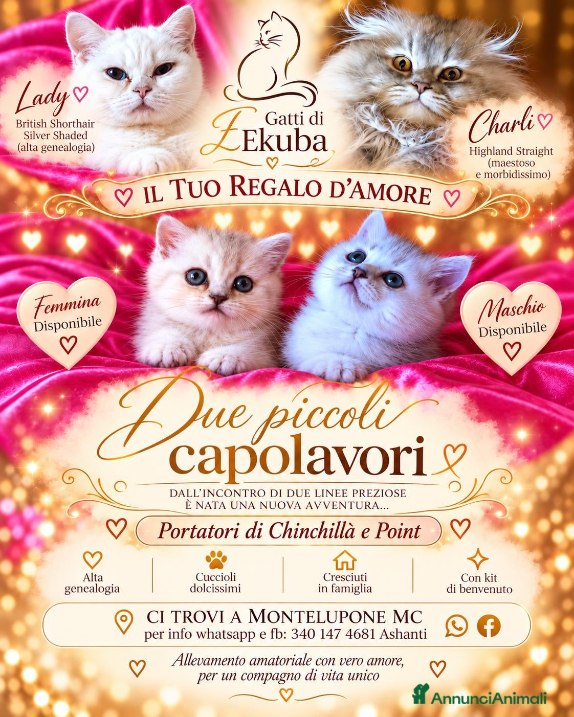 British gatti in vendita: British stupenda con KIT REGALO - Annuncio 29