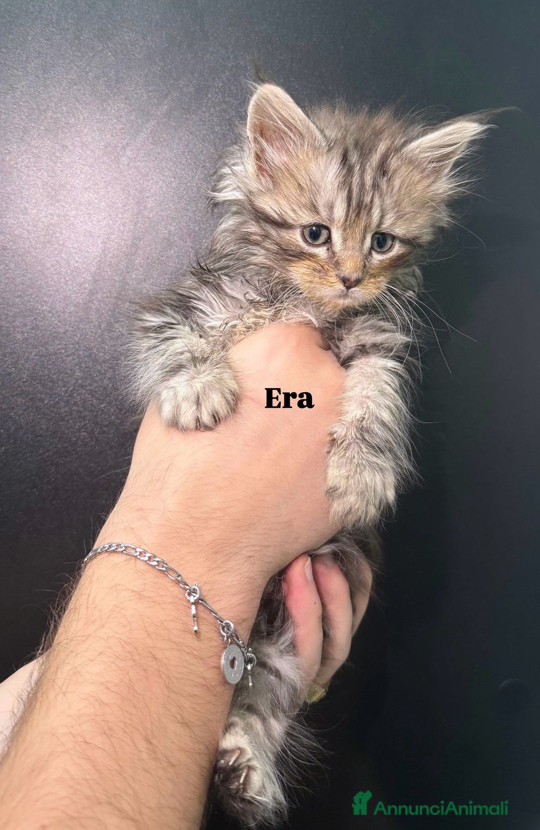 Maine Coon gatti in vendita: Cuccioli di Maine Coon  - Annuncio 1