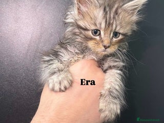 Maine Coon gatti Cuccioli di Maine Coon - Annuncio 2