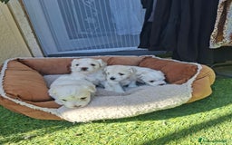 Maltese cani in vendita: Bishon maltese Toy - Immagine 1