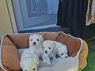 Maltese cani Bishon maltese Toy - Annuncio 24