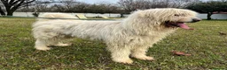 Meticcio cani in regalo: BELLE MAREMMANO - Annuncio 15