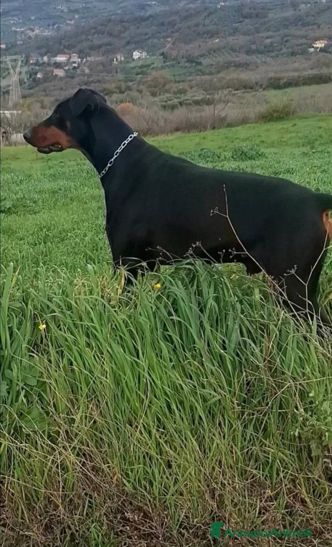Dobermann cani in vendita: Cuccioli di dobermann  - Annuncio 15
