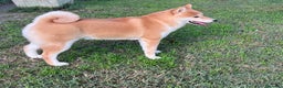 Shiba Inu cani in vendita: Shiba inu , cuccioli disponibili - Annuncio 8