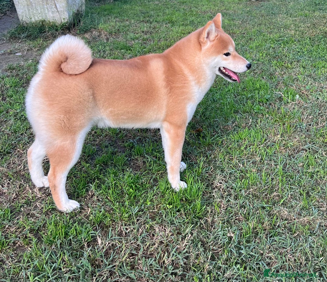 Shiba Inu cani in vendita: Shiba inu , cuccioli disponibili - Annuncio 8